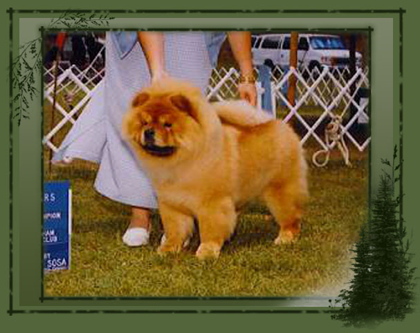 Rio Chows, Females